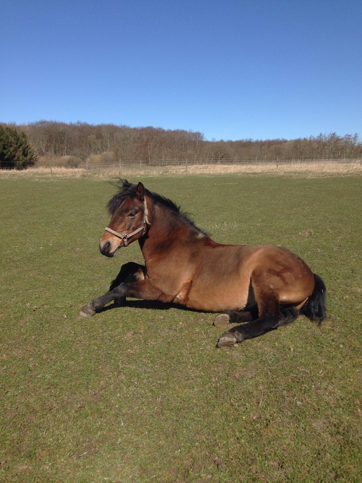 Connemara Perrys Triton (himmelhest) billede 1