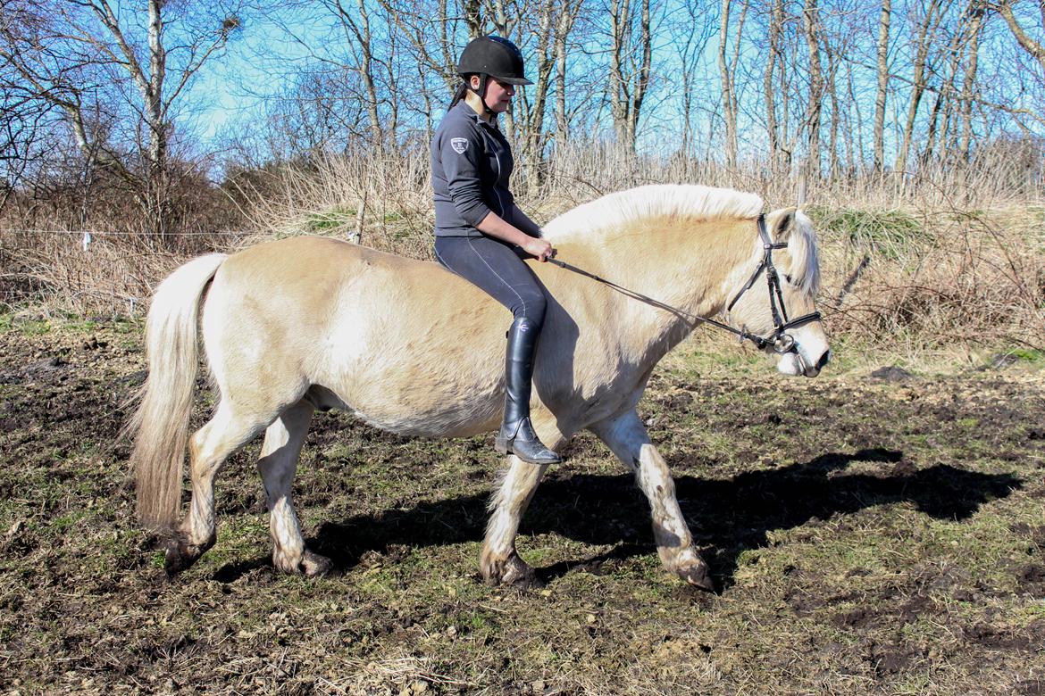 Fjordhest Oyvind møldrup - D 1 April 2016 med hans nye part :D  billede 4