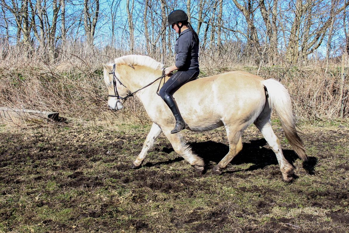 Fjordhest Oyvind møldrup - D 1 April 2016 med hans nye part :D billede 3
