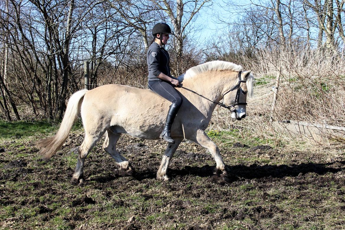 Fjordhest Oyvind møldrup - D 1 April 2016 med hans nye part :D billede 1
