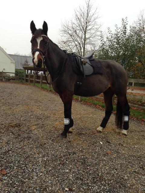Dansk Varmblod Michelle billede 8