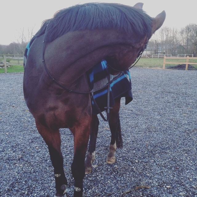 Dansk Varmblod Michelle - Nyt tæppe undersøges billede 10