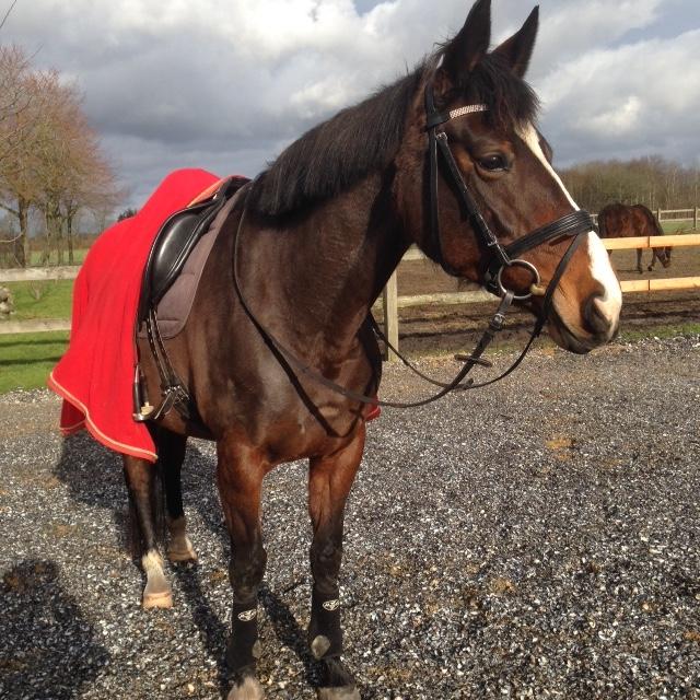 Dansk Varmblod Michelle billede 9