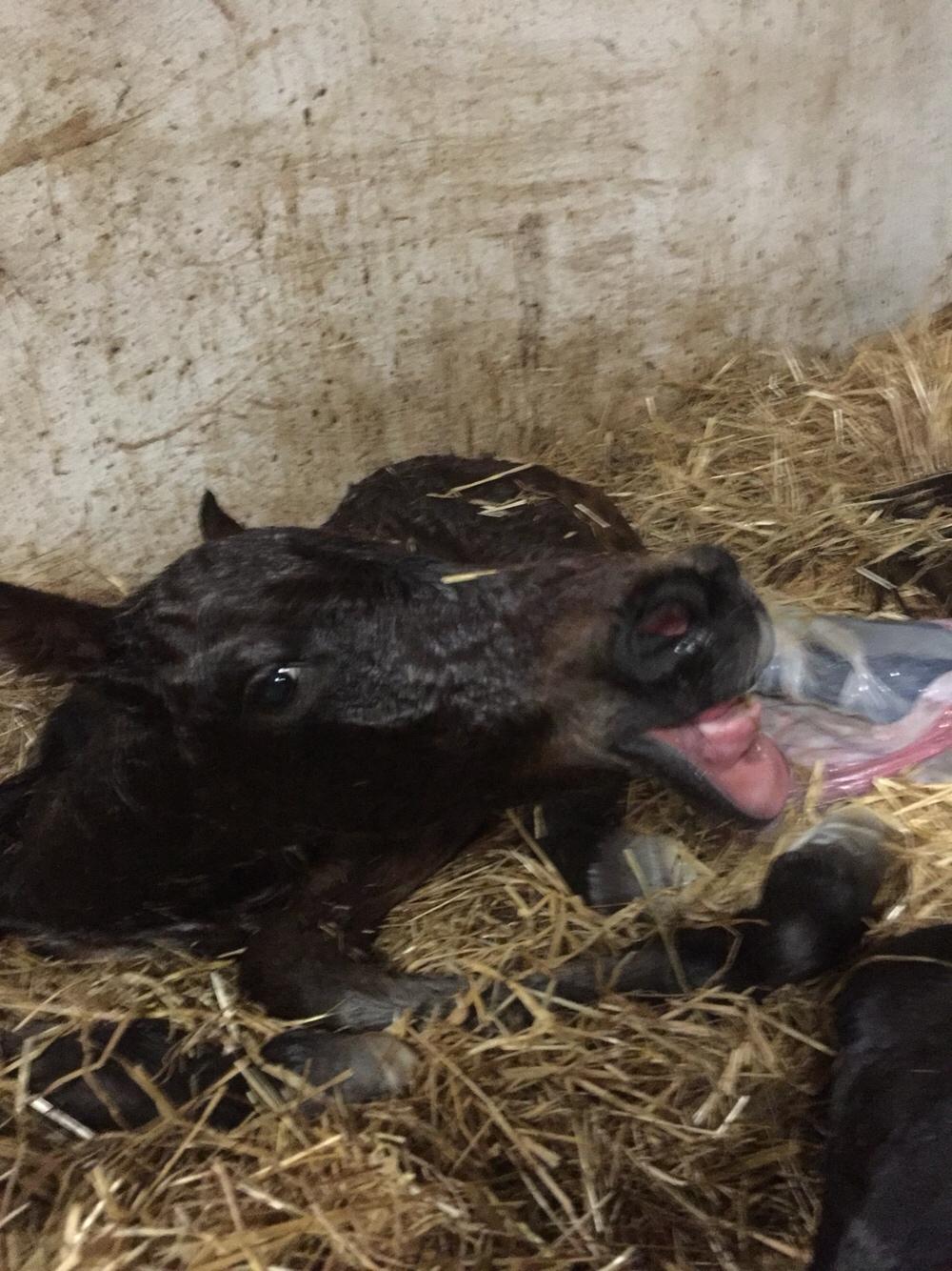 Barockpferd Vestergaard's Santiana billede 2