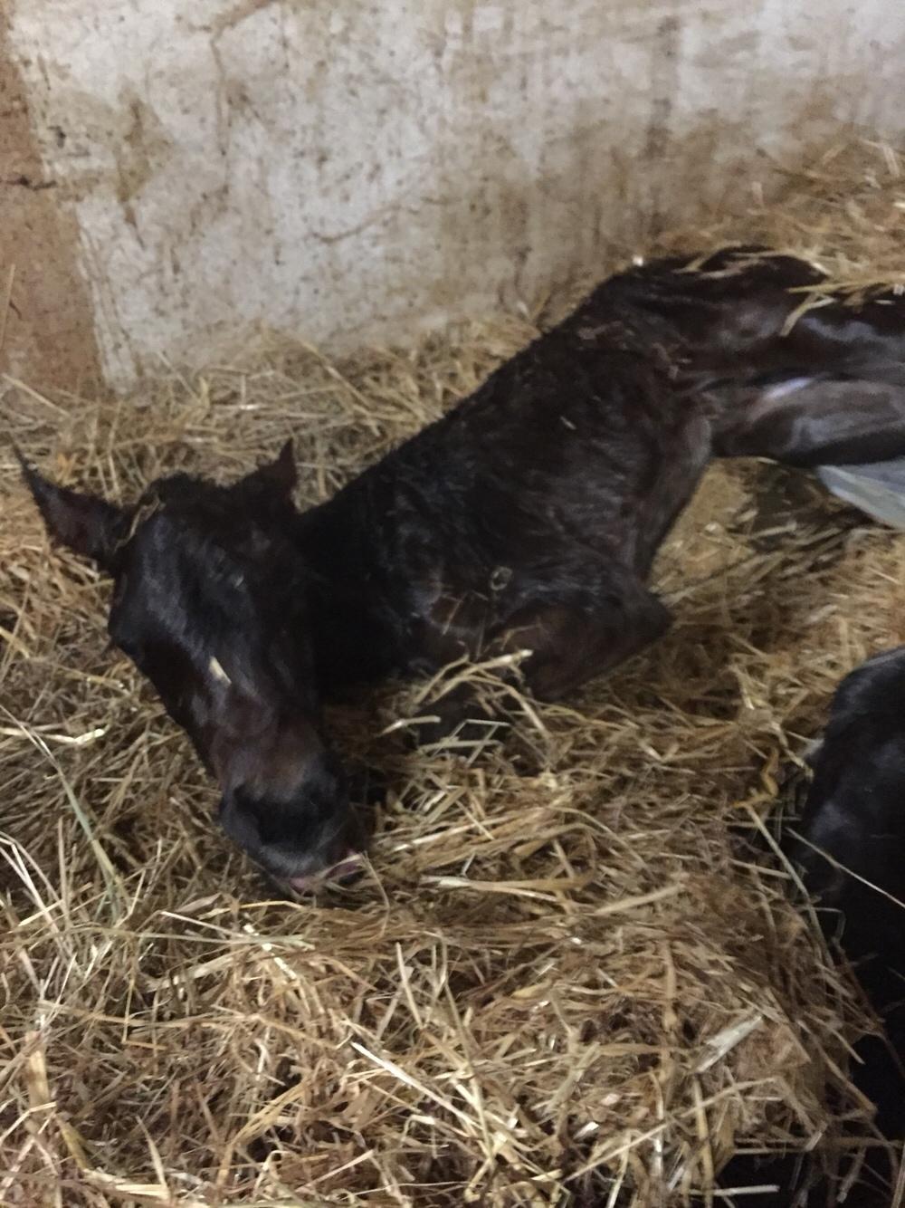 Barockpferd Vestergaard's Santiana billede 1