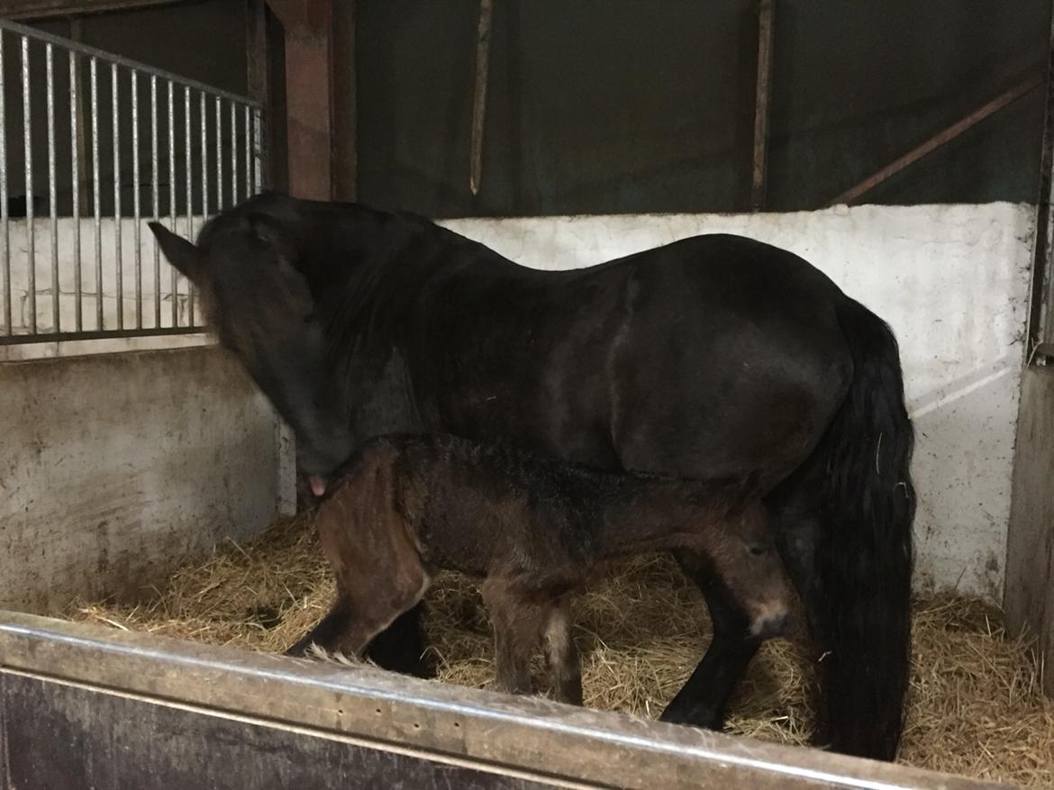 Barockpferd Vestergaard's Santiana billede 4