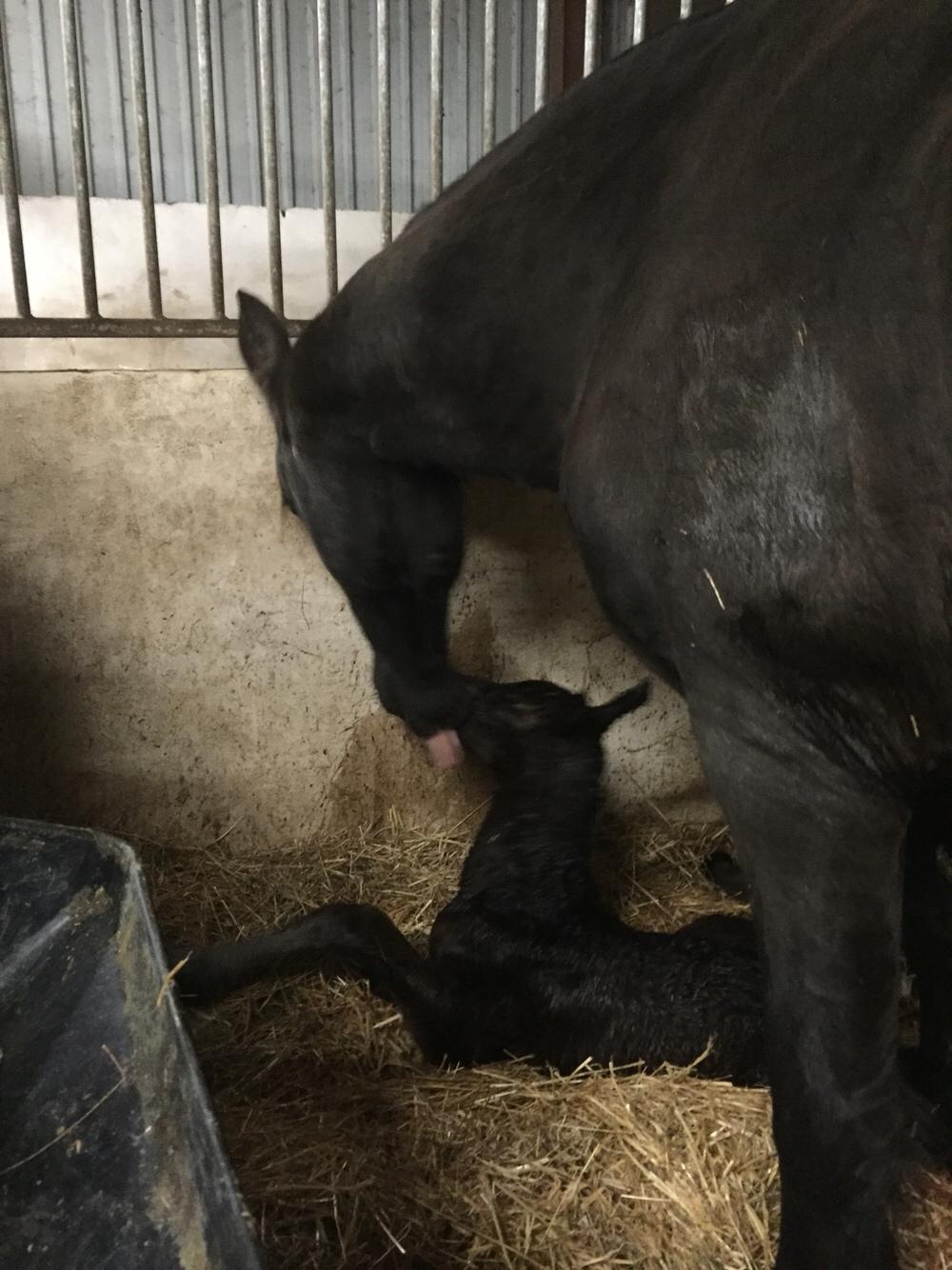 Barockpferd Vestergaard's Santiana billede 3