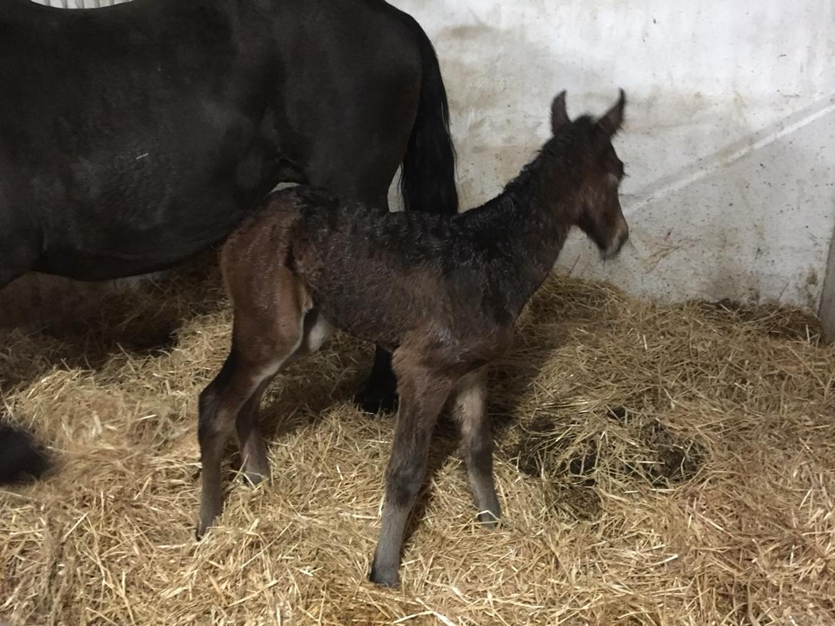 Barockpferd Vestergaard's Santiana billede 5