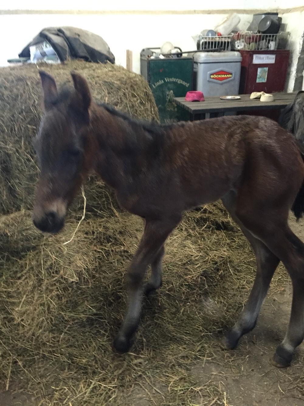 Barockpferd Vestergaard's Santiana billede 6