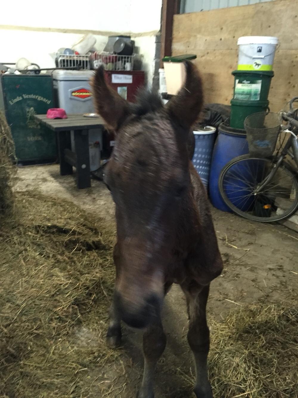 Barockpferd Vestergaard's Santiana billede 7