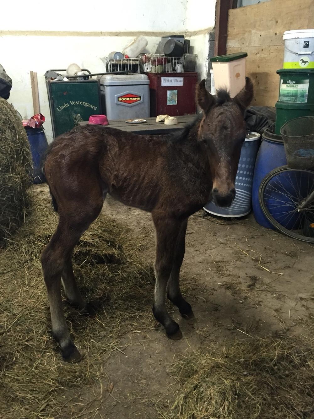 Barockpferd Vestergaard's Santiana billede 8