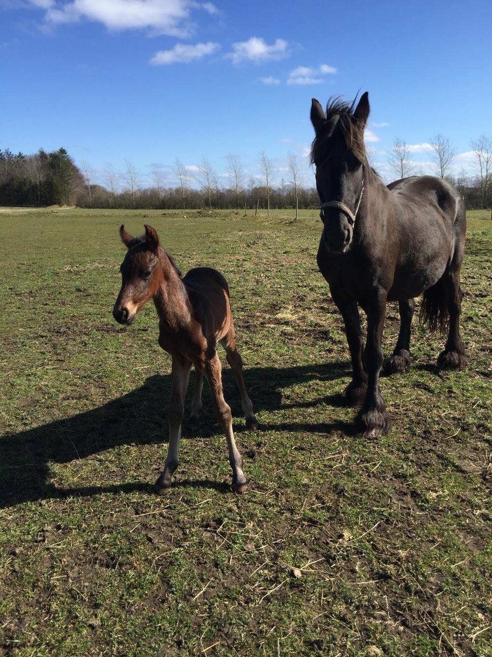 Barockpferd Vestergaard's Santiana billede 9