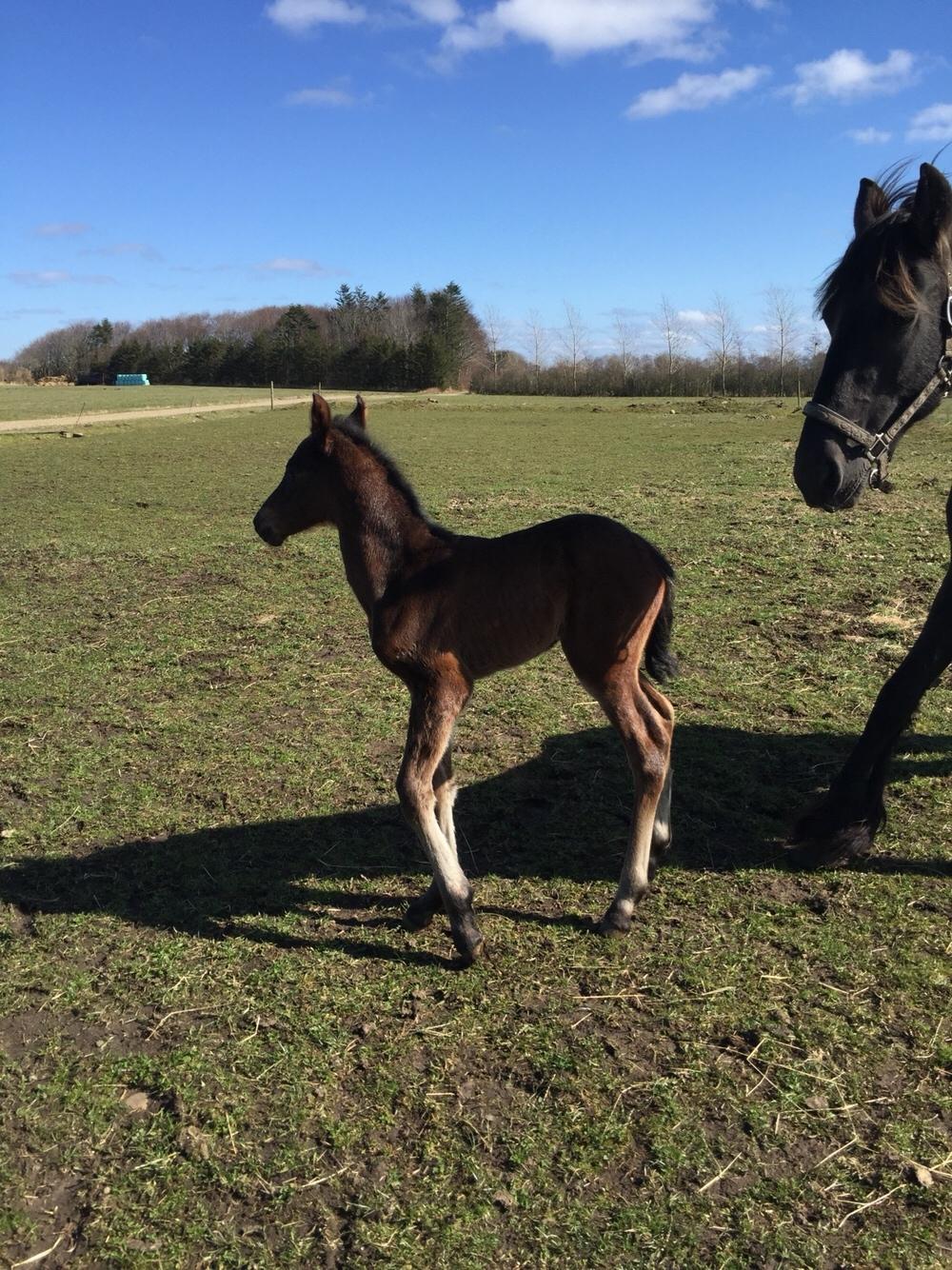 Barockpferd Vestergaard's Santiana billede 10