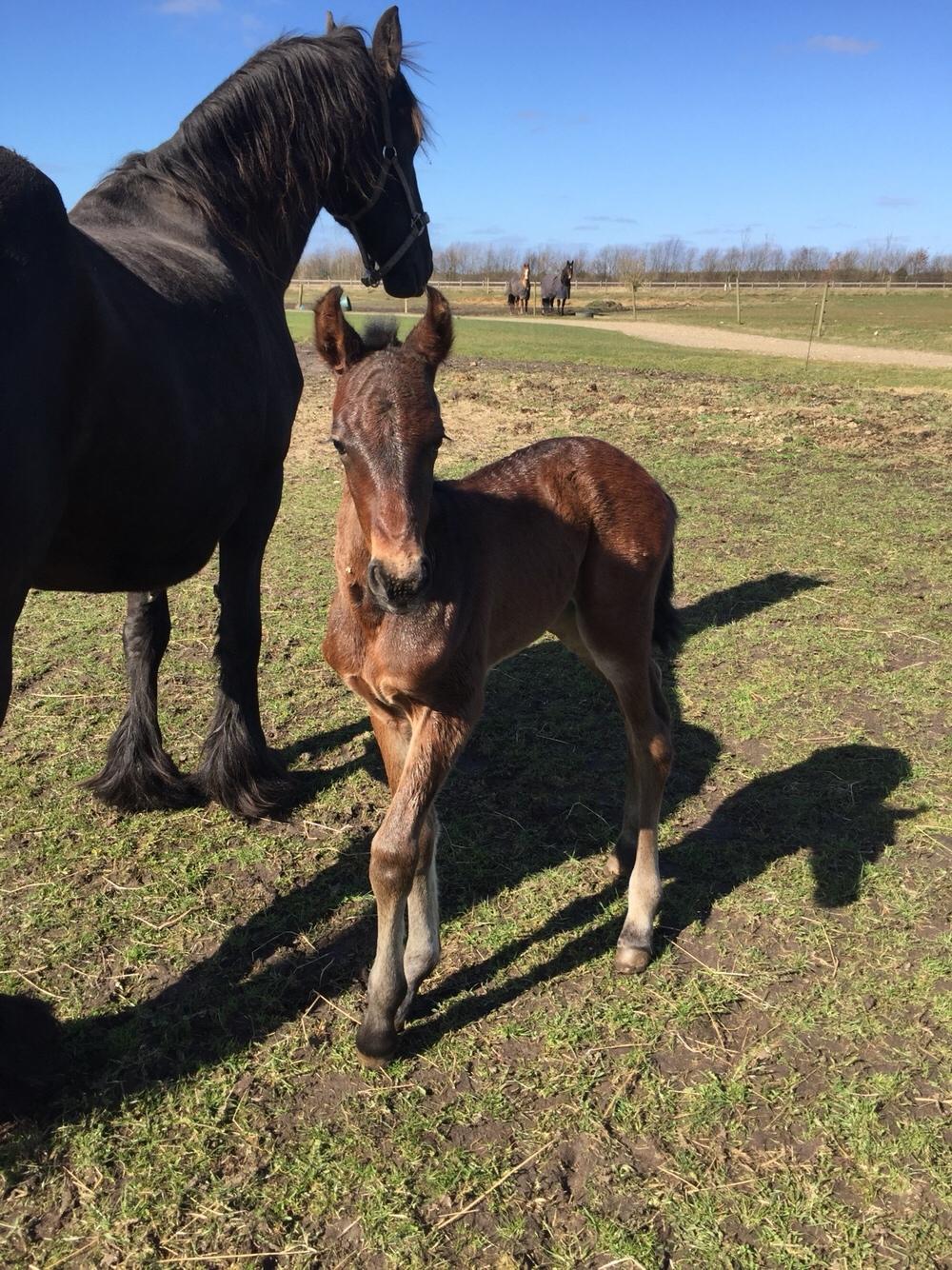 Barockpferd Vestergaard's Santiana billede 11