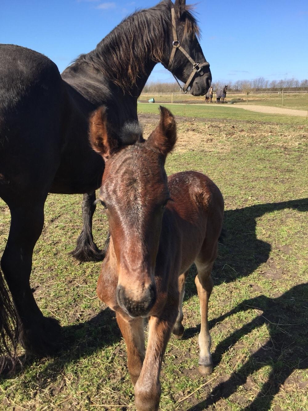 Barockpferd Vestergaard's Santiana billede 12