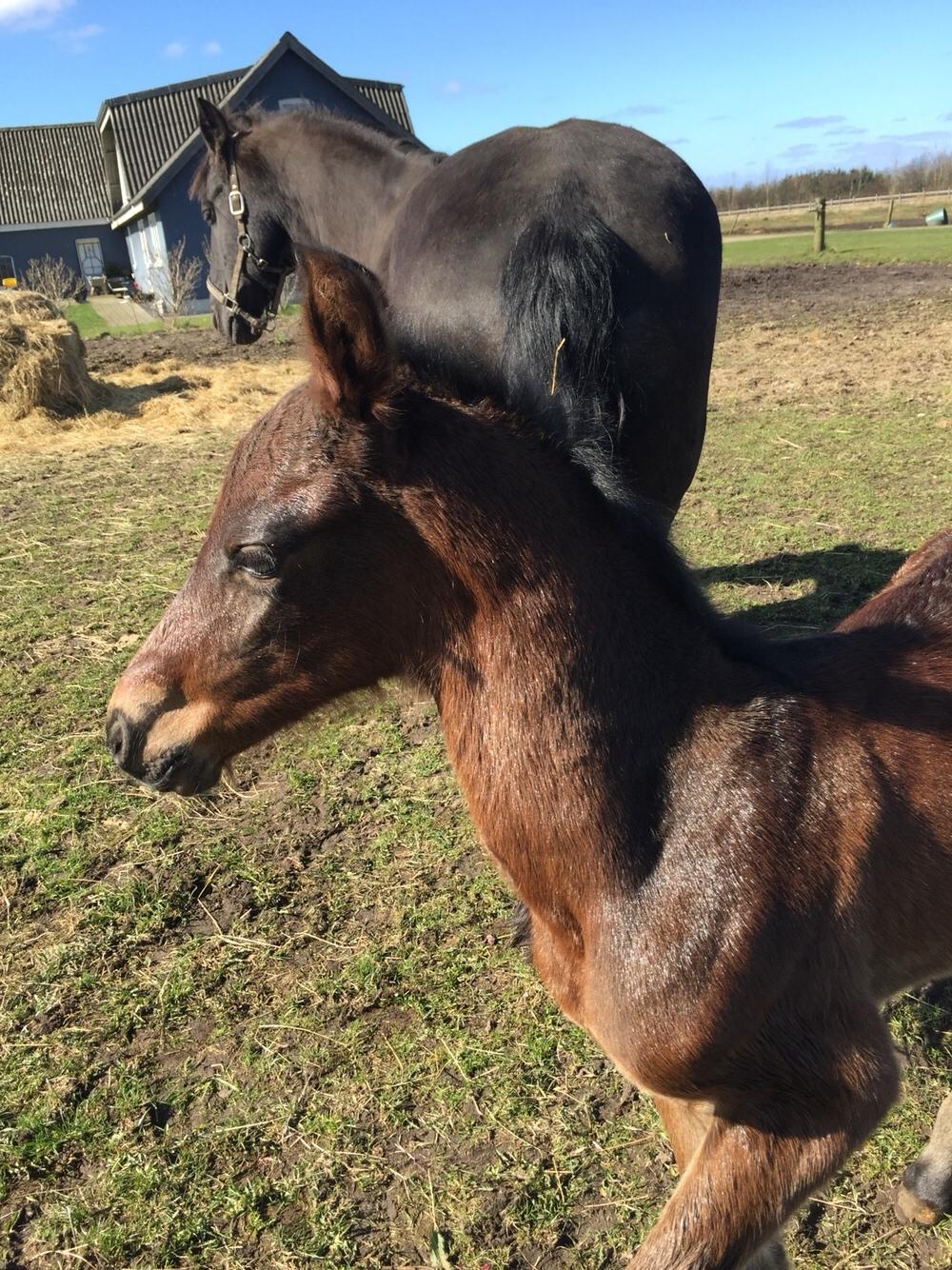 Barockpferd Vestergaard's Santiana billede 13