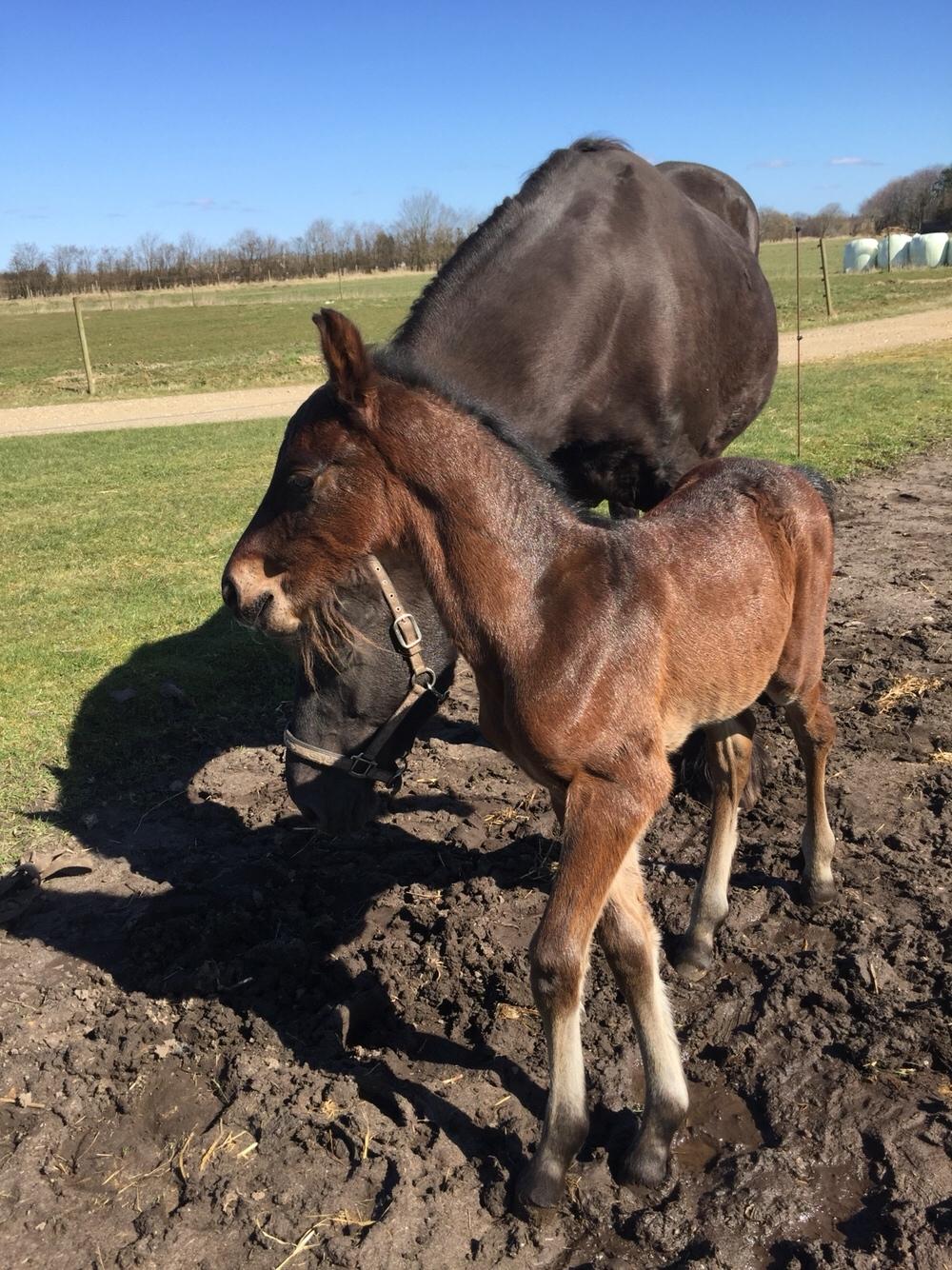 Barockpferd Vestergaard's Santiana billede 14