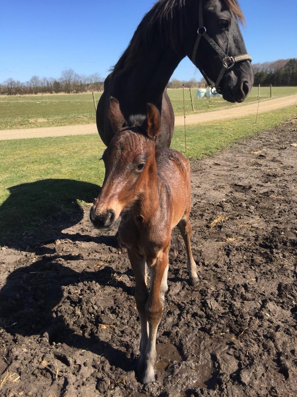 Barockpferd Vestergaard's Santiana billede 15