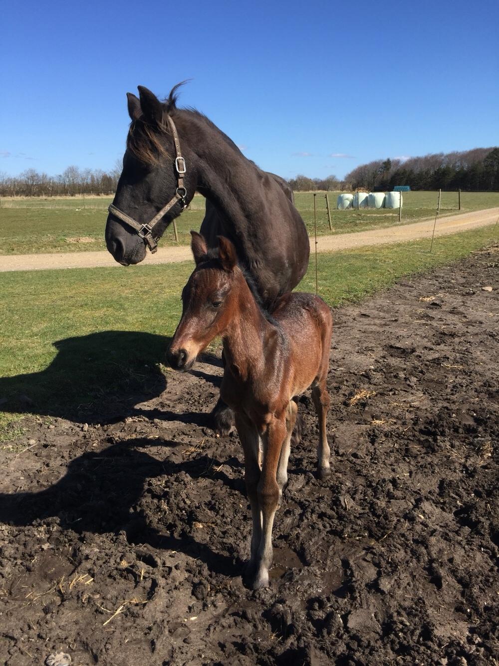 Barockpferd Vestergaard's Santiana billede 16