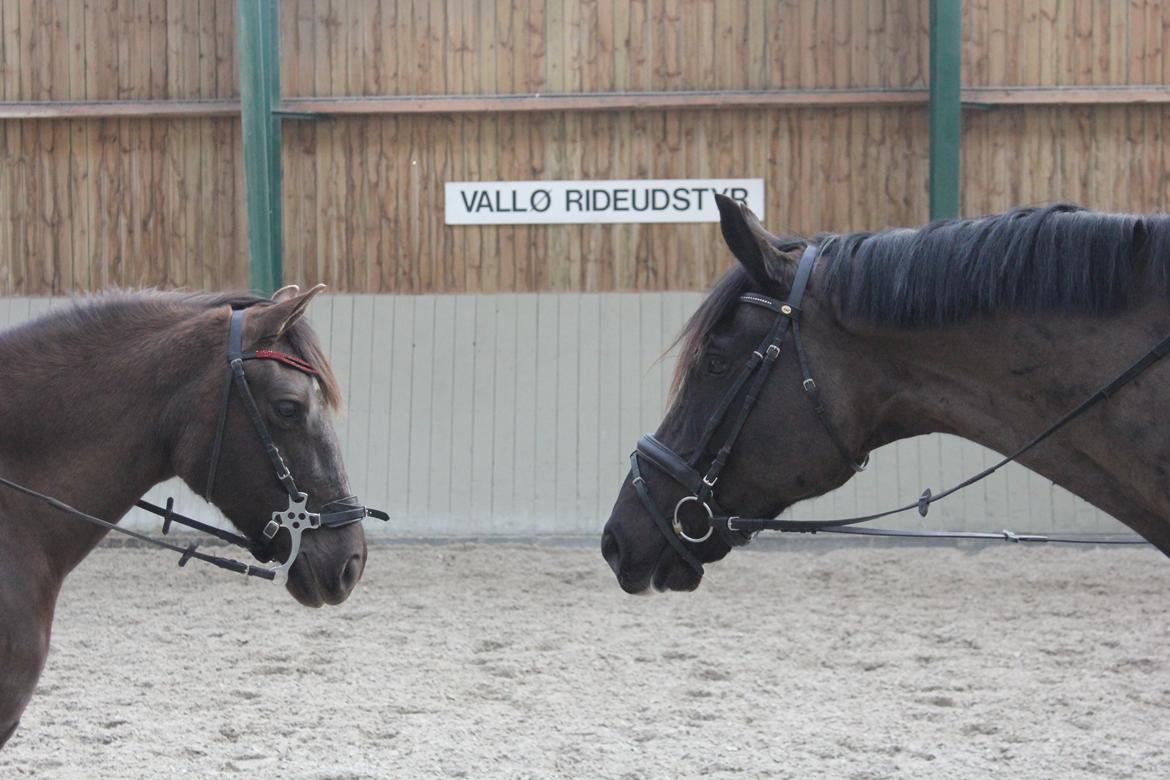 Dansk Varmblod Valløs Farinelli billede 8