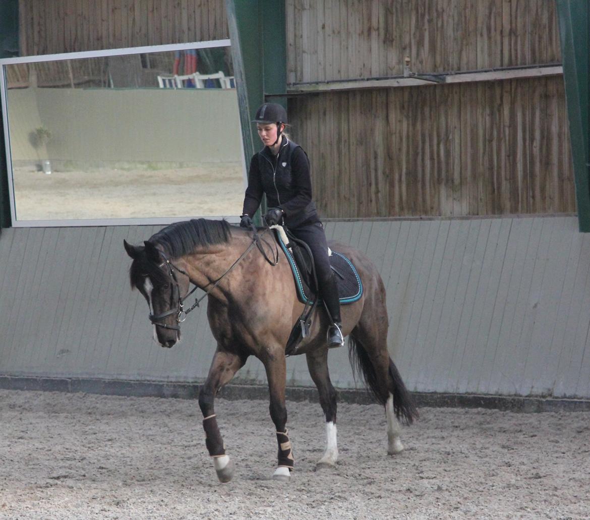 Dansk Varmblod Valløs Farinelli billede 9