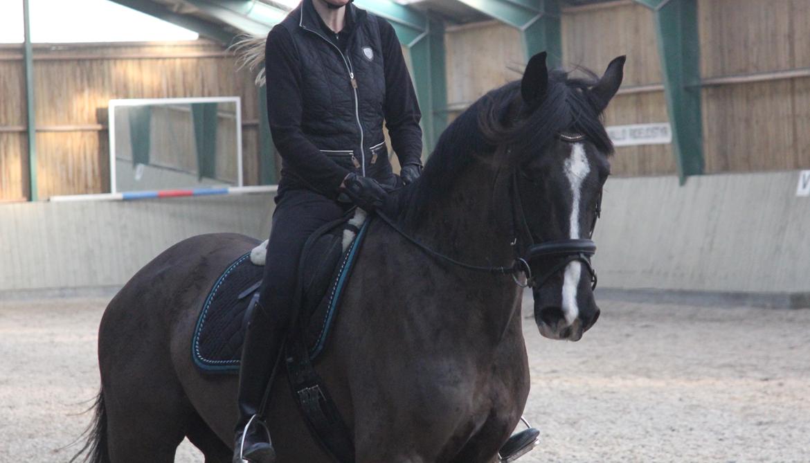 Dansk Varmblod Valløs Farinelli billede 10