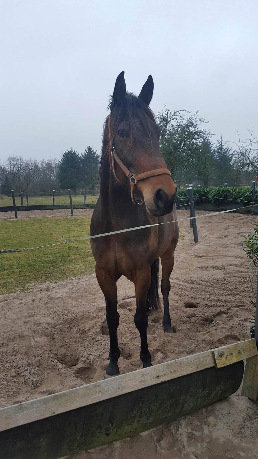 Traver RedFord billede 1