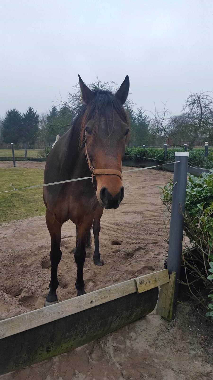 Traver RedFord billede 4