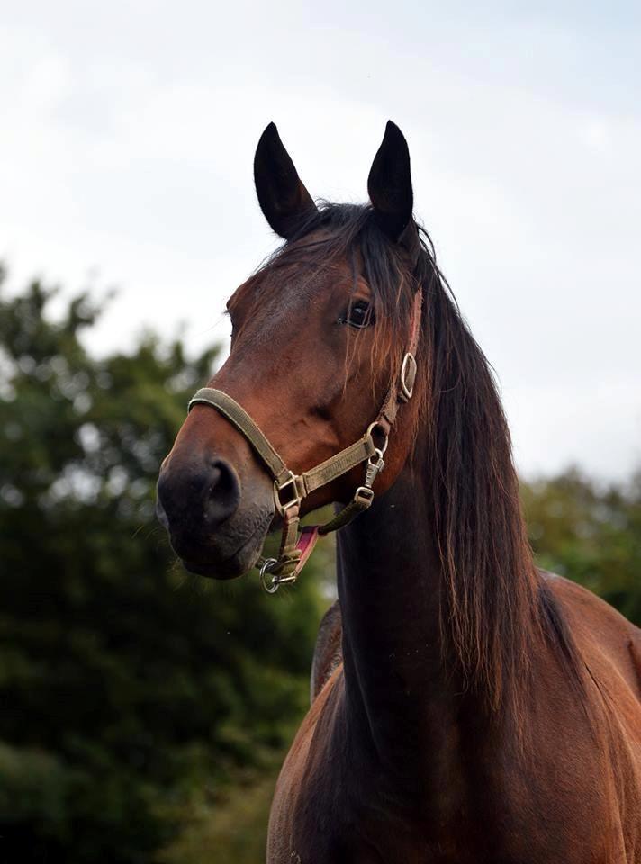 Traver Oasis Simoni - Mor smukke dreng  billede 4