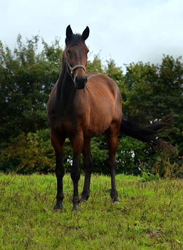 Traver Oasis Simoni - Elsker den Hest billede 5