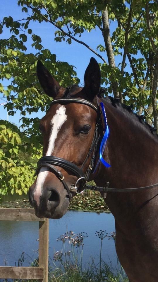 Anden særlig race Brommemølles Mirinda billede 7