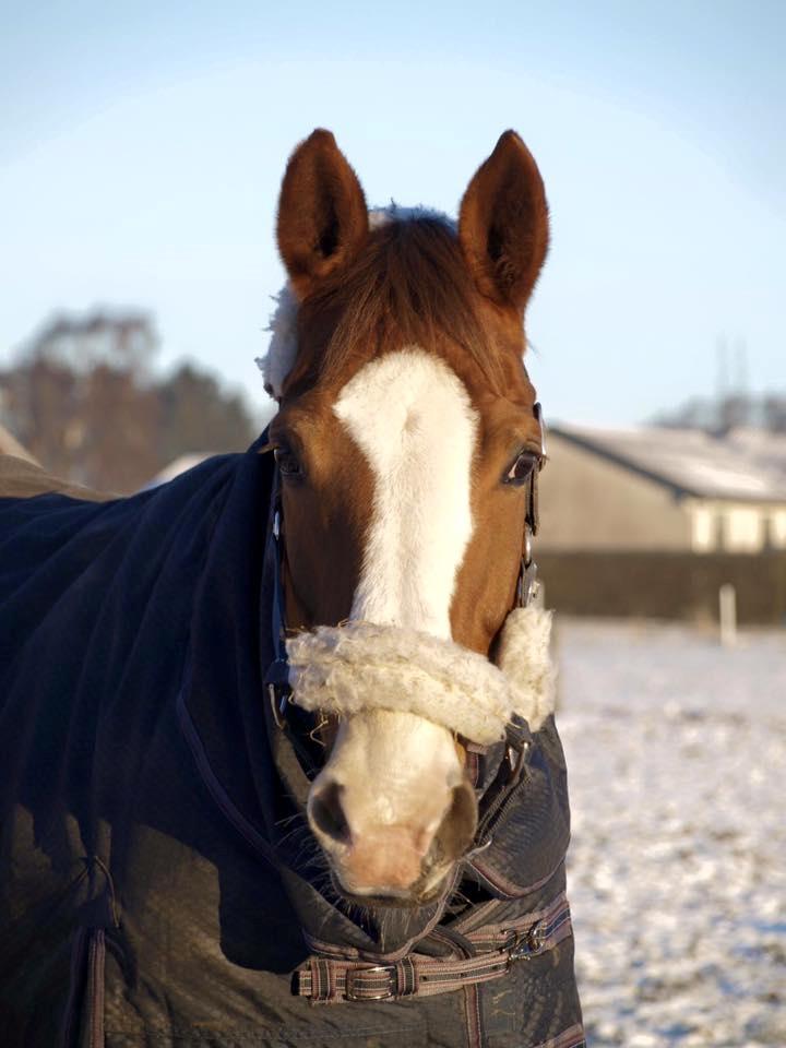 Dansk Varmblod Come cute princess billede 5