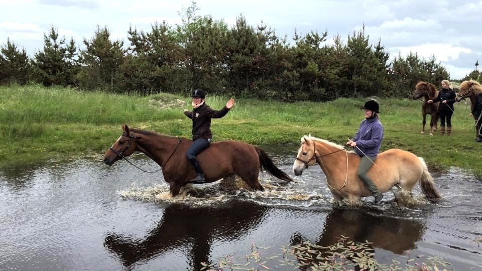 Hollandsk Varmblod Camilla billede 14