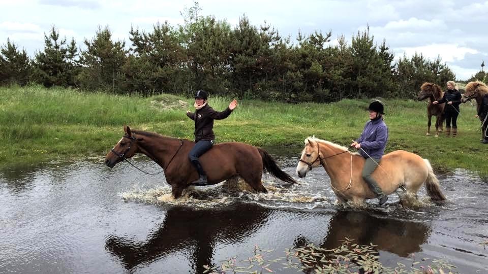 Hollandsk Varmblod Camilla billede 13