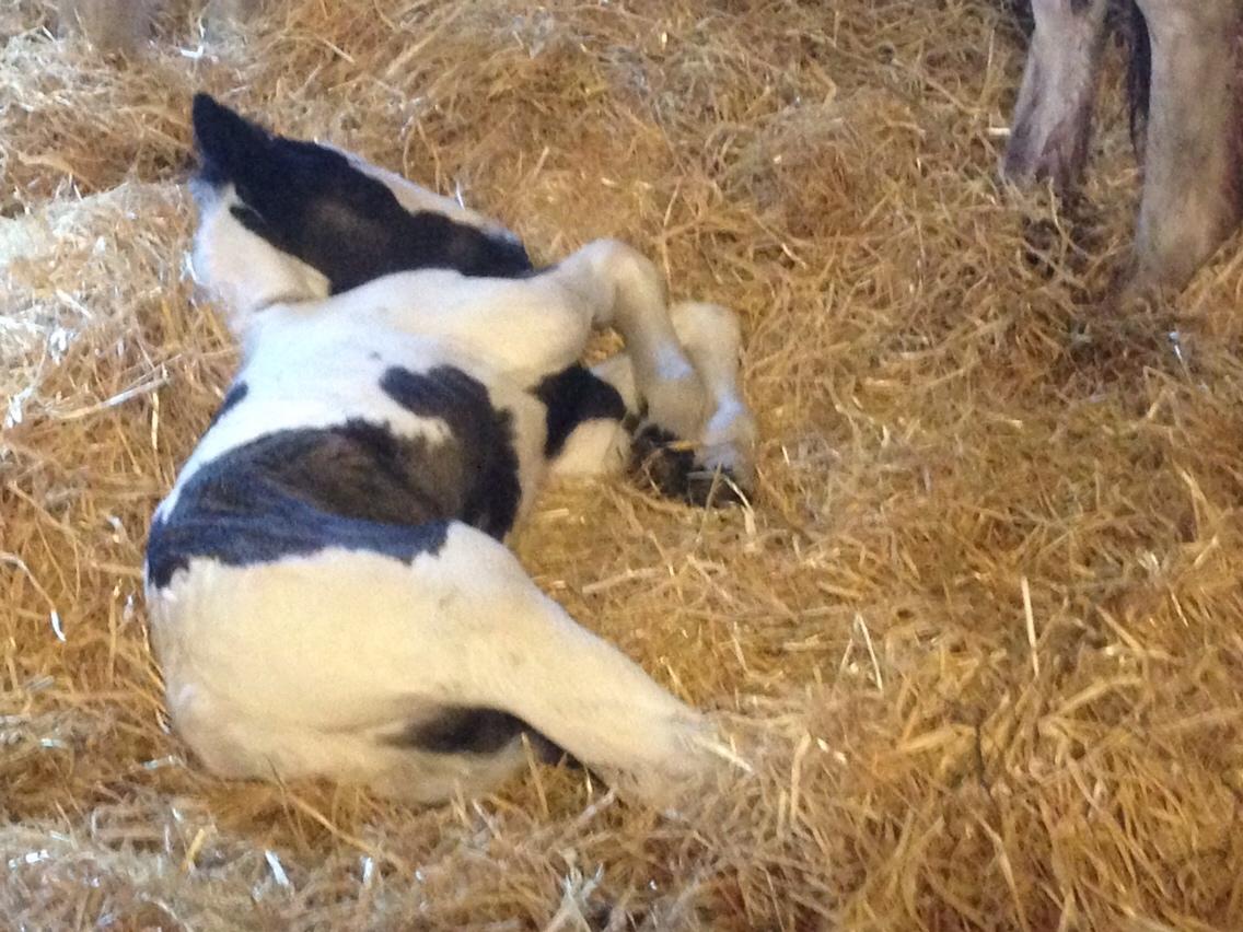 Irish Cob Margurittens Argá billede 1