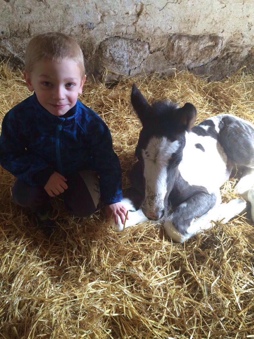 Irish Cob Margurittens Argá billede 2