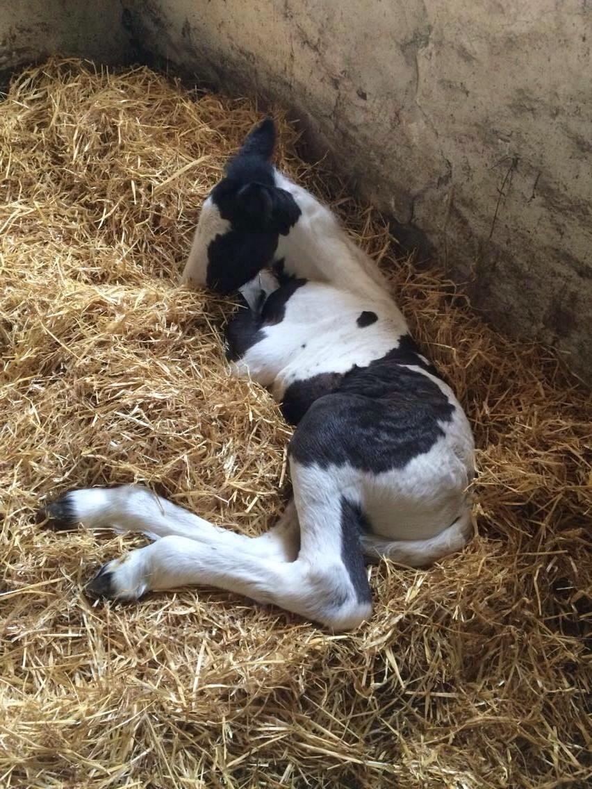 Irish Cob Margurittens Argá billede 3