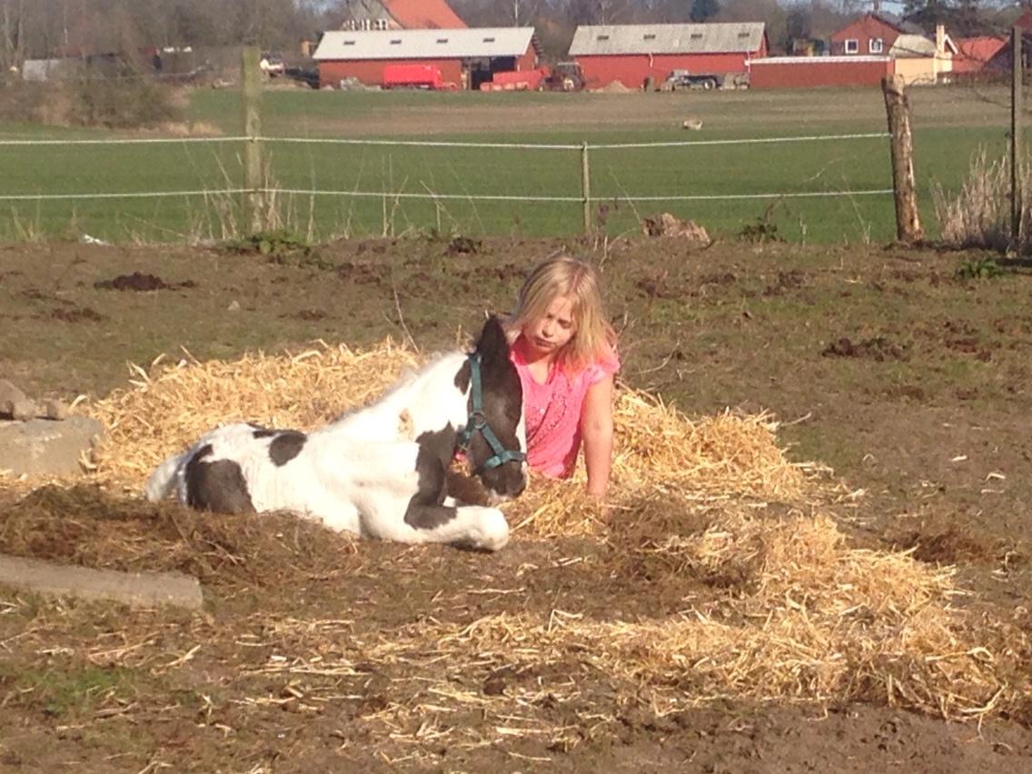 Irish Cob Margurittens Argá billede 4