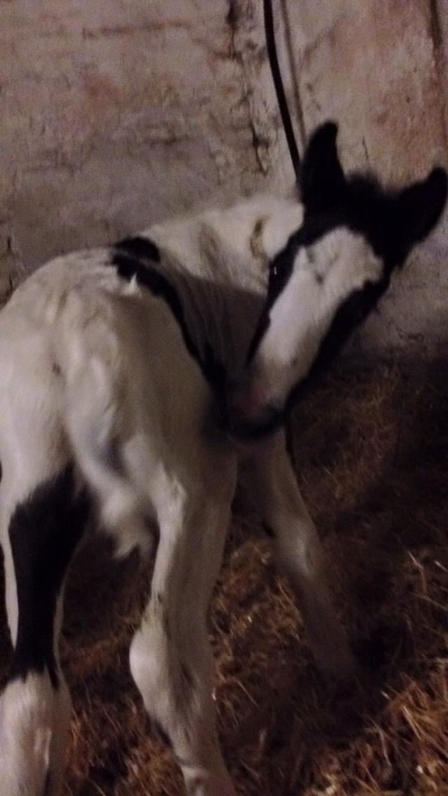 Irish Cob Margurittens Argá billede 5