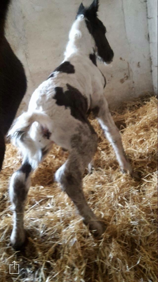Irish Cob Margurittens Argá billede 6