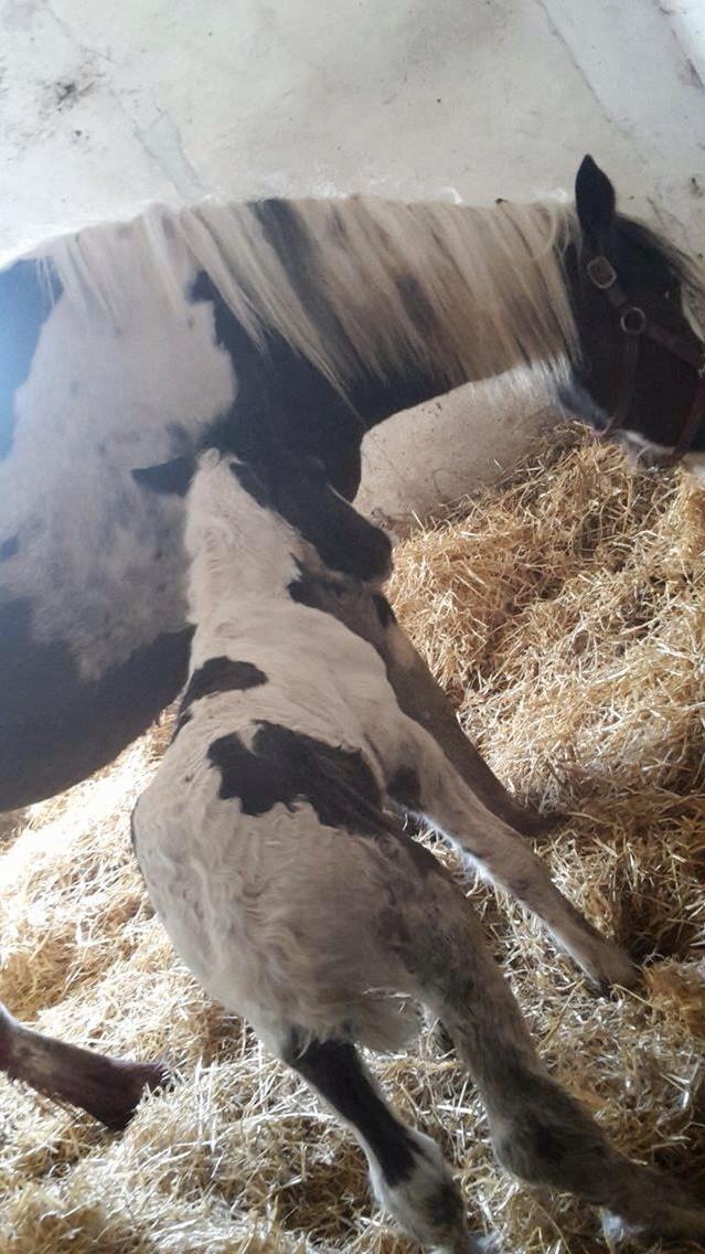 Irish Cob Margurittens Argá billede 7