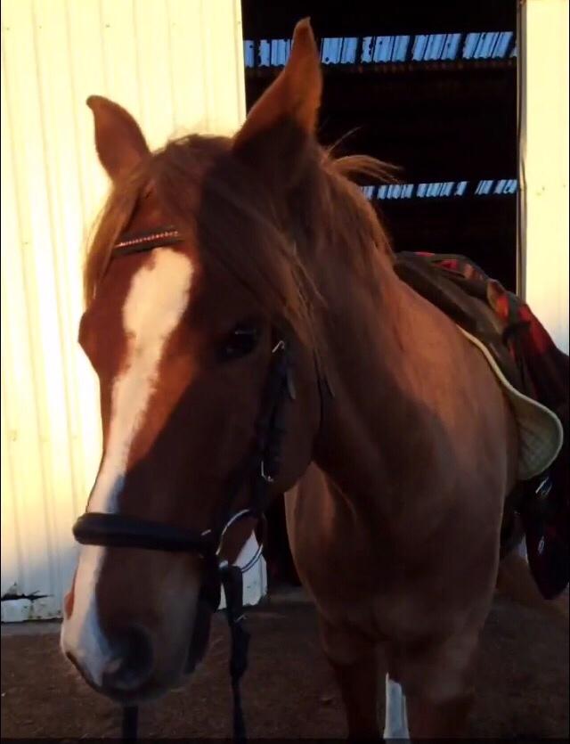 DSP Snorgaardens Mango billede 2