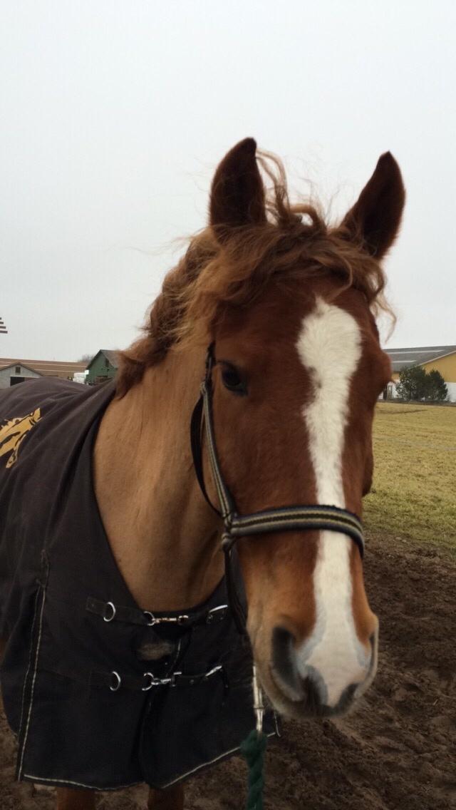 DSP Snorgaardens Mango billede 1