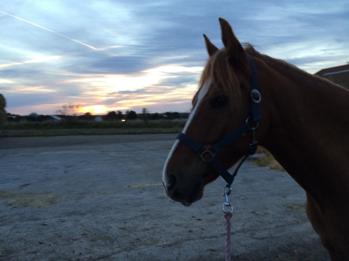 DSP Snorgaardens Mango billede 3