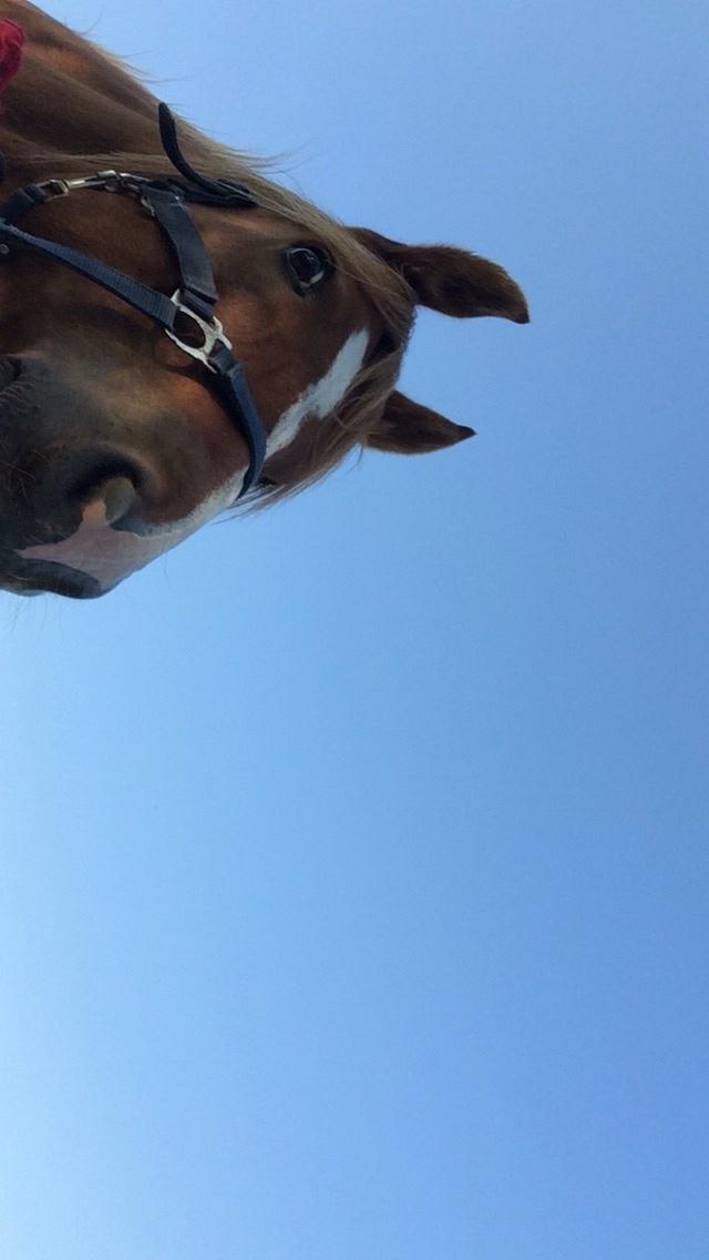 DSP Snorgaardens Mango billede 5