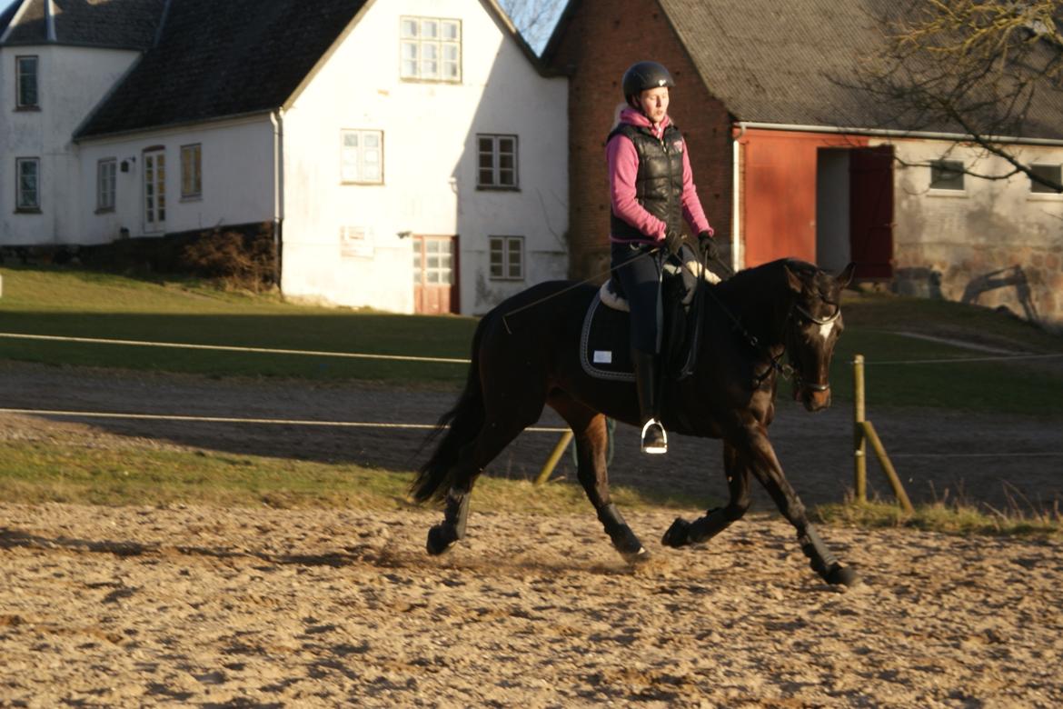 Traver Alica Gold  billede 10