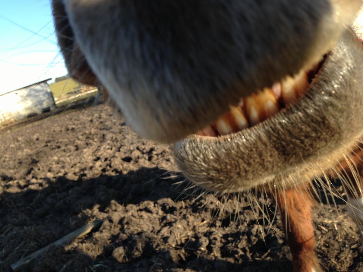 Islænder Heimay - Ej hvor er du bare smuk Heimay x'D billede 2