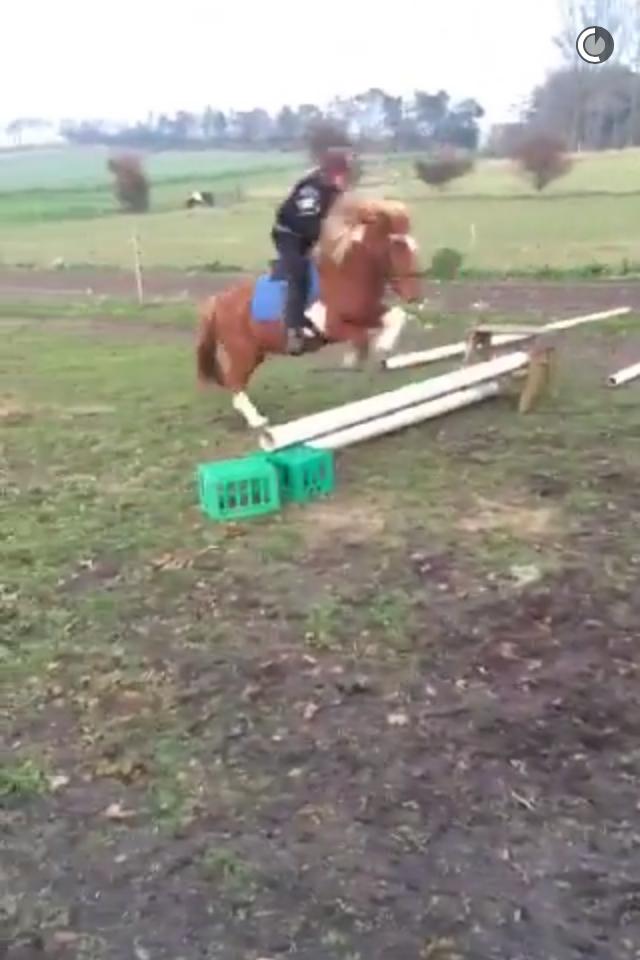 Islænder Heimay - Gammelt billed... billede 4