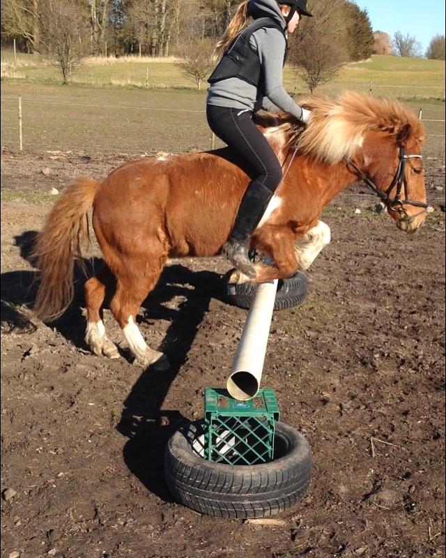 Islænder Heimay - Spring uden sadel <3 billede 5