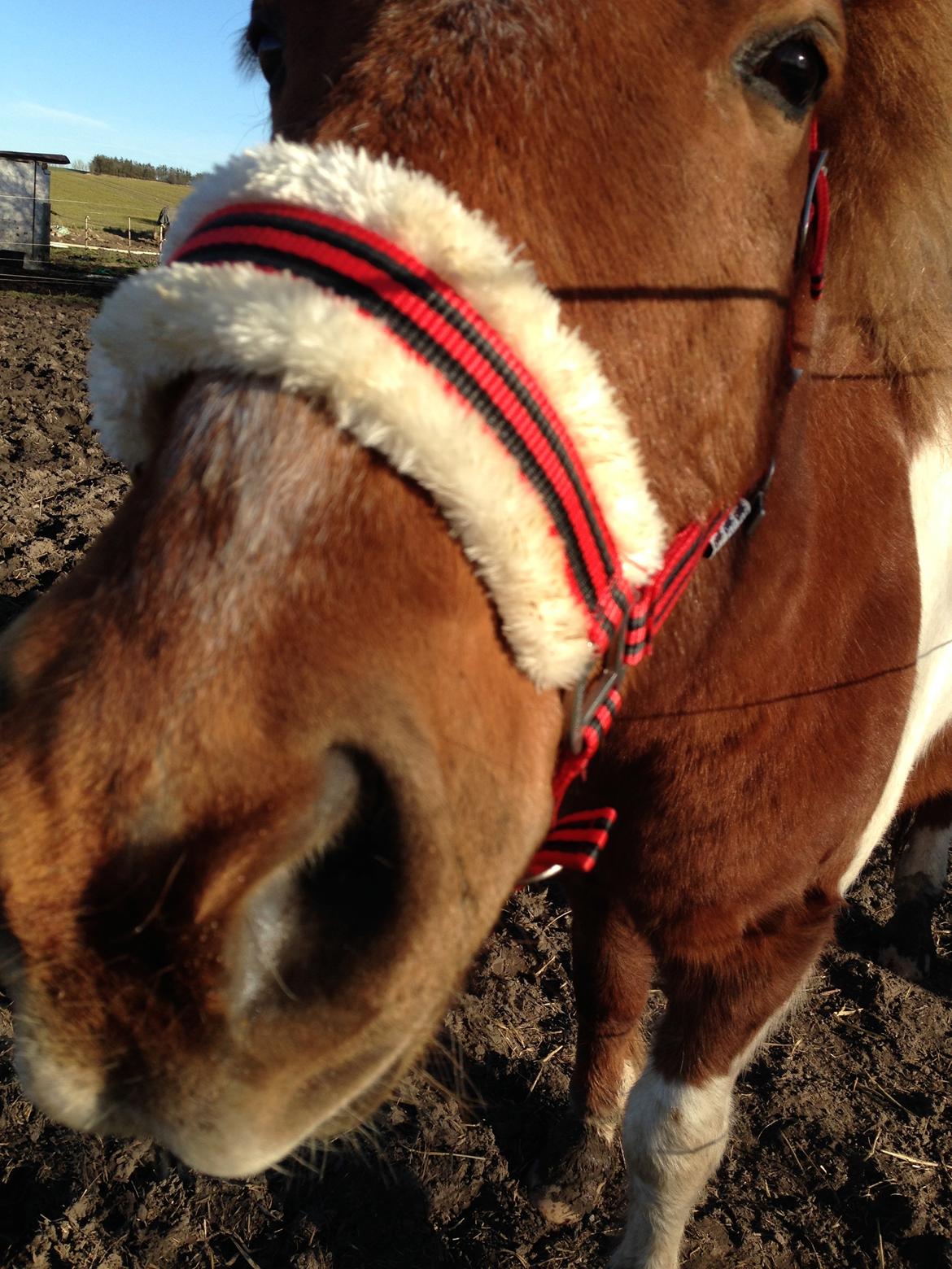 Islænder Heimay billede 6